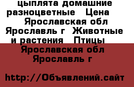 цыплята домашние разноцветные › Цена ­ 70 - Ярославская обл., Ярославль г. Животные и растения » Птицы   . Ярославская обл.,Ярославль г.